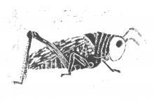 Lina Kloz, 7b: Insekten; Linolschnitt